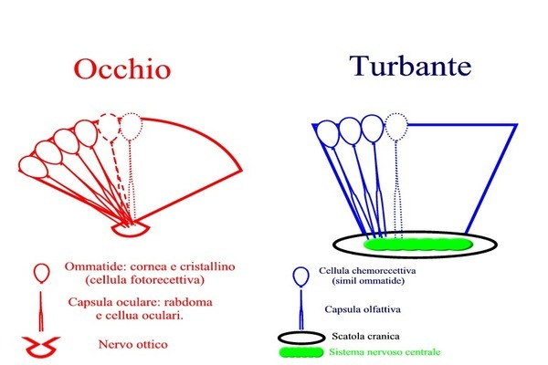 Baetis rhodani - Subimago